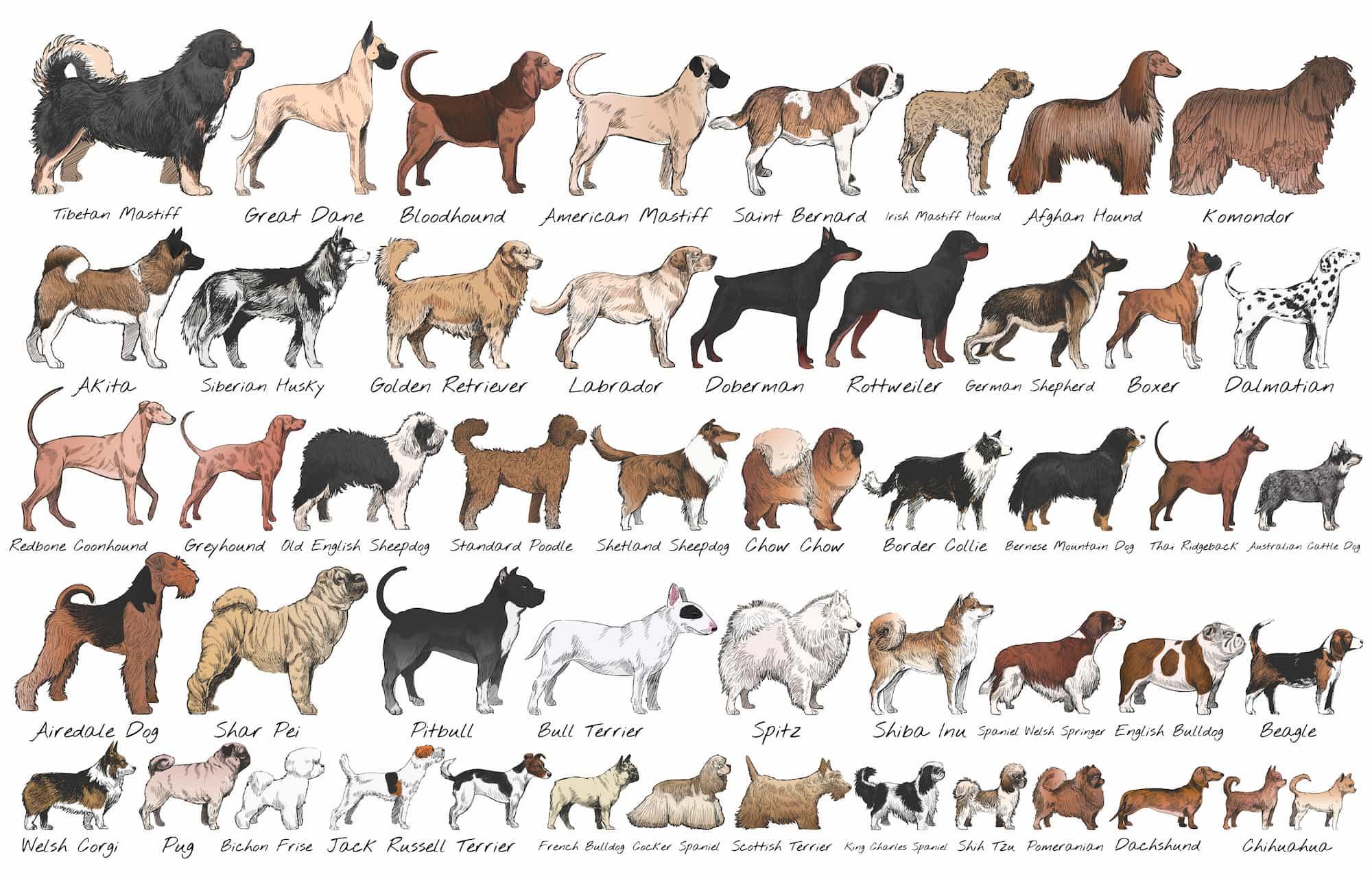 5) Se estima que existen más⁢ de 340 razas de perros en todo el mundo, cada una con características únicas que las hacen especiales