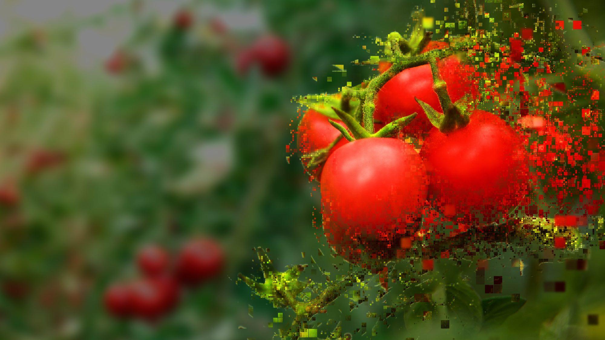 Propiedades del tomate