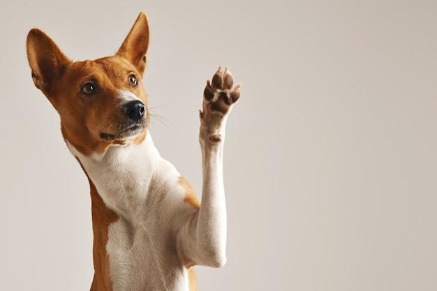 3) Cada perro tiene su propio patrón de ladrido,⁤ y los científicos han identificado más de 10 tipos diferentes de ladridos​ que pueden expresar emociones y necesidades