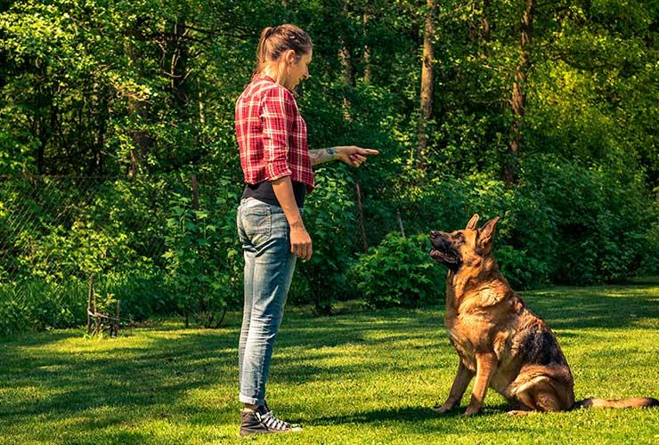 Consejos para elegir el mejor adiestrador canino